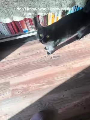 anyone know how I can teach him to fetch it and bring it back 😅 #cattoys #catsoftiktok #blackcatsoftiktok #tiktokshop #pettoys 