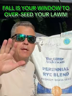 🍁 FALL IS THE TIME TO OVER-SEED!! The Andersons Perennial Rye Blend Premium Grass Seed  Description *   Deep green color *   Disease resistant *   Better cold tolerance *   Excellent density *   Ideal for overseeding applications *   Can be used in both cool-season and warm-season turf locations *   Contains 0.00% weed seed  A low-input, A-LIST Seed #lawncare #lawn #lawntok  @Andersons Lawn  #creatorsearchinsights #lawnfixing 