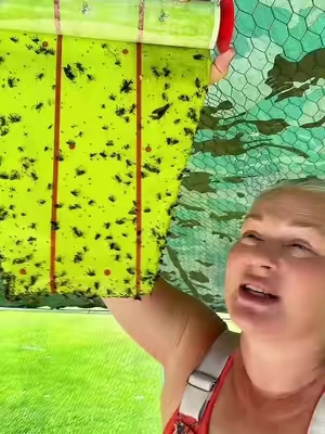 Flies don’t stand a chance. 🪰🙌 Catchmaster Giant Fly Paper is an easy, mess-free way to help control flies in chicken coops, barns, garages, sheds, and other high-fly areas. Just hang it up and let the extra-large sticky surface do the work—no spraying required! #Catchmaster #GiantFlyPaper #FlyControl #ChickenCoop #ChickenKeeping     