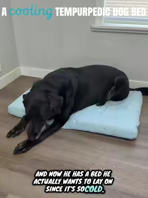 anything for my sweet senior boy. 🥹 the cooling aspect will be the biggest game changer for him! 😍 #dogbed #doglover #dogproducts #seniordog #dogmom 