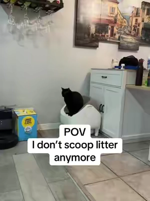 Best investment ever it even comes with a little scent pod that goes in the bin below. All you have to do is pick up the trash bag and throw away the waist. It even has an app so you can control the litter box and check and see how much your cat weighs and how often your cat uses the litter box. #automaticlitterbox #litterbox #indoorcat #blackcat #catownerproblems 