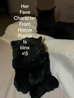 Hot girls have a black cat and name him binx 🐈‍⬛ @Warmies #blackcat #warmies #hocuspocus #binx #halloweentok 