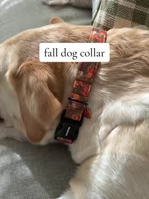 the cutest dog collar for fall 🥹 #furbaby #doglover #dogmom #dogmoms #doglife 