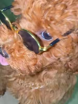 he gets alll the ladies at the vet🙂‍↕️🤣  #dogchain #petcollar #goldchain #tiktokshop #poodle 