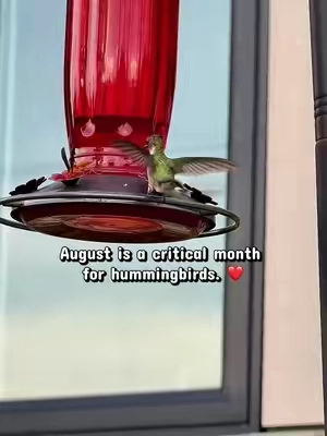 Support hummingbirds during peak migration season with a clean, reliable nectar source. 🐦💛 Help these tiny birds refuel for their incredible journey ahead with the Kingsyard Hummingbird Feeder. #Hummingbirds #HummingbirdFeeder #BirdWatching #TikTokshopbacktoschool #Tiktokshopcreatorpicks 