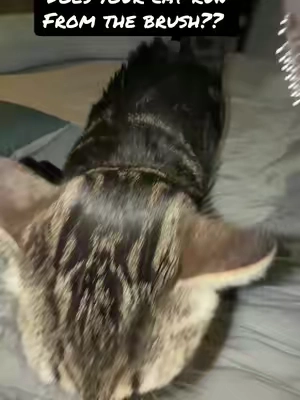 I have been using this gentle mist brush for over a year now on all my cats…even a stray! They love this brush, I see that it smoothes the fur and removes the shed gently. My cats love this brush, they come to it, push on it and don’t want me to stop brushing! Your cats will love this brush! #catgroomer #cats #catlife #catmom #tiktokshopcreatorpicks 