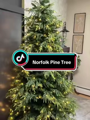 The perfect Norfolk pine Christmas tree 🎄