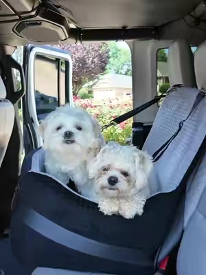 This @PETSFIT_Official dog or pet car seat is the safest one I found and I have used so many different ones! It has slats that fit the seatbelt and buckles them in so they are safe and sound ! The whole seat is cozy memory foam and top tier quality ! #tiktokshopcreatorpicks #petsfit #carseat #safetyseat 