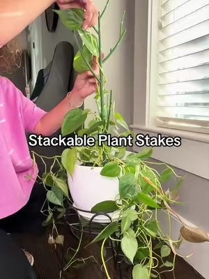 Let your hanging plants do what they want … and climb. By supporting their stems these stackable plant stakes promote lush and full leaves on hanging and vining plants. #plantsoftiktok #indoorplant #houseplants #healthyplants #TikTokshopbacktoschool 