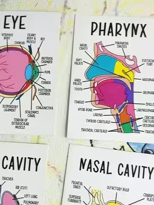 Color-coded human anatomy flash cards for UNDER $3?! 😭📚 These make memorizing muscles, organs, and body systems SO much easier. If you’re in bio, pre-nursing, or just love a good study hack… you need these. 🧠✨ Study smarter, not harder!   #anatomy#anatomyflashcards#studytok#studywithme#prehealth 
