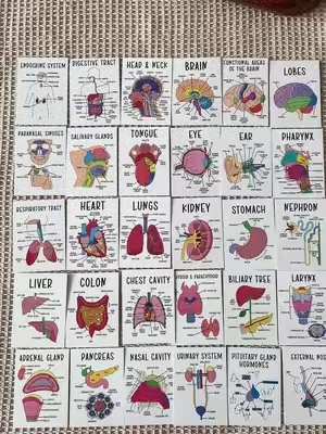 Color-coded human anatomy flash cards for UNDER $3?! These make memorizing muscles, organ's, and body systems SO much easier. If you're in bio, pre-nursing, or just love a good study hack... you need these. Study smarter, not harder! #anatomy #anatomyflashcards #studytok #studywithme #prehealth