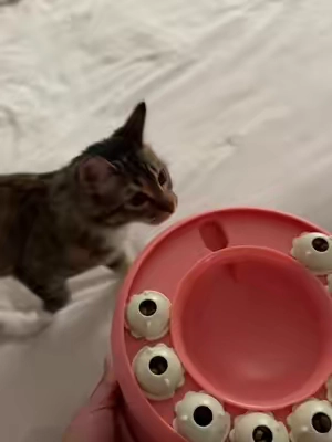 Making mealtime a little more fun for my spoiled fur babies 🐱🧡 This puzzle bowl keeps them entertained while they eat! #TikTokMadeMeBuyIt #TikTokShop #CatTok #CatLovers #petproducts 