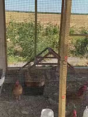 This hardware cloth is must for your chicken run!! Keep your babies safe from predators #hardwarecloth #vevor #chickenrun #chickenwire #chickencoop @VEVOR Automotive Store @VEVOR Store @VEVOR Home Improvement @VEVOR Outdoor Store 