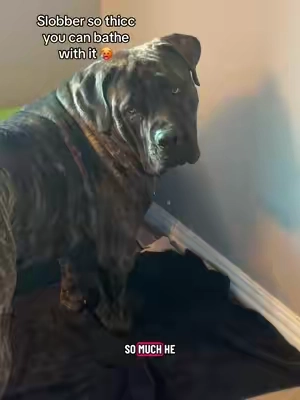 When your dog drinks like he pays the water bill, 2.9 gallons means way less refilling and fresh water when they need it.  #dogwaterfountain #bigdog #boerboel #dogmusthaves #tiktokshopfindsfyp 