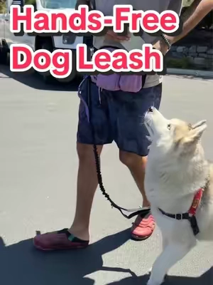 These Hands-Free Dog Leashes are great for any Dog Owner! #dogsoftiktok #dogwalk #dogtok #dogleash #dogwalking 