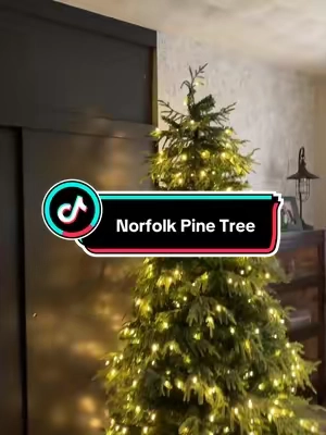 Obsessed with this Norfolk pine tree! 