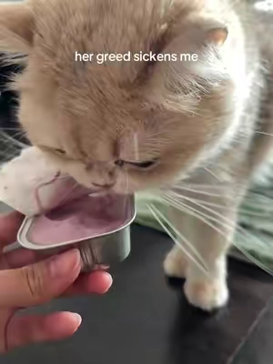 she will inhale the entire thing in one sitting @PAWBIO  #cats #pickycat #cattreats 