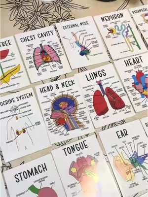 Color-coded human anatomy flash cards for UNDER $3?! 😭📚 These make memorizing muscles, organs, and body systems SO much easier. If you’re in bio, pre-nursing, or just love a good study hack… you need these. 🧠✨ Study smarter, not harder! #a#anatomy#anatomyflashcards#studytok#studywithmerehealth 