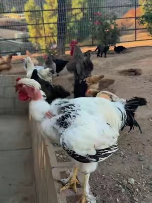 #rancho 