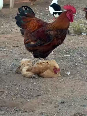 #rancho 