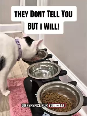 Multi Bowl Elevated Pet Feeder Facts they Won’t tell you but I Will #cat #catsoftiktok #cats #cattok #catlover 