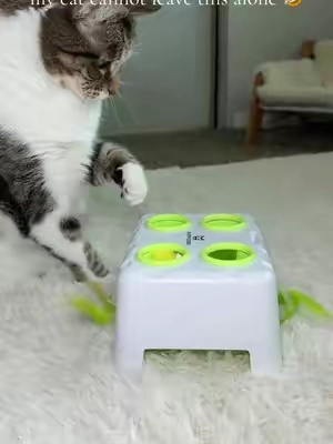 the funnest cat toy ever!! 🤣 🐈‍⬛  #cattoys #catenrichment #catlover #interactivecattoy #catsplaying 