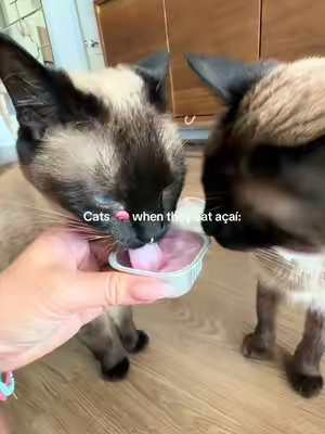 Get this for your cat fr 😋🤤 chicken + goatsmilk + açaí @PAWBIO #cattreats #catprobiotics #catfoodrecommendation #catfoodreview #catfoodtopper 