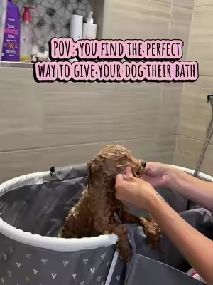 Foldable and easy to store Dog bathtub 🐾🐶🐾 #dogsoftiktokviral #petthings #dogmusthaves #puppymusthaves #dogsoftiktok 