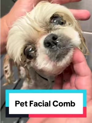 This Facial Comb is the quick and easy way to get rid of Doggy Eye Boogers @PETHROOM Global #dogfacialcomb #doggrooming #pethroom #petgrooming #dog  