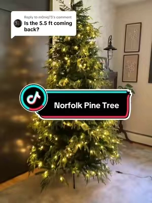 Replying to @m0niq73 the Norfolk pine is fully restocked with new sizes 🏃🏻‍♀️ 
