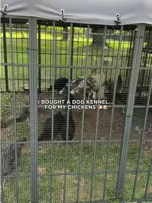 @Kullavik 10x10 heavy-duty outdoor kennel turned into the perfect spacious chicken run! 🐔 Durable frame, covered roof, and plenty of room for your flock to roam! #chickencoop #backyardchickens  #chickentok #chickens  #kennel  