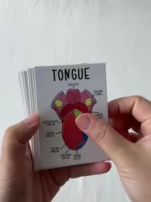 Color-coded human anatomy flash cards for UNDER $3?! These make memorizing muscles, organ's, and body systems SO much easier. If you're in bio, pre-nursing, or just love a good study hack... you need these. Study smarter, not harder! #anatomy #anatomyflashcards #studytok #studywithme #prehealth