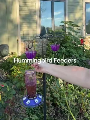Hummingbird migration season is approaching, and right now is an important time to keep your hummingbird feeders full. 🌺❤️ As hummingbirds prepare for their fall migration, they’re busy fueling up for the long journey ahead. Keep offering fresh hummingbird nectar and leave your feeders up through migration—you won’t prevent them from leaving. Their migration is driven largely by instinct and changing daylight. A simple nectar recipe is 1 part white granulated sugar to 4 parts water—no red dye needed. Keep feeders clean and nectar fresh, especially during warm August weather. Your backyard might be an important little refueling stop for a hummingbird passing through. 🥹🌿 #Hummingbirds #HummingbirdMigration #HummingbirdFeeder #TikTokshopbacktoschool #Tiktokshopcreatorpicks 