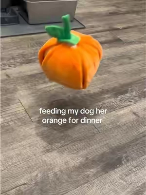 Paps pizzeria music only felt right. But she loves her orange  #dogenrichmenttoy #dogactivity #dogmentalstimulation #snufflematfordogs 