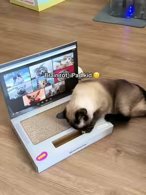She will cry if I put this up😂   #cattoy #catenrichment #catscratcher #catlaptop #TikTokshopbacktoschool 