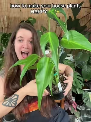 Not gonna let my dream plant get root rot!!! Not in this house. Chunky potting mix only 🙌🏻 #houseplants #rareplants #plantmom 