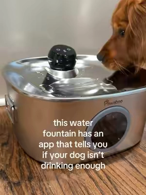 didn’t realize how much I needed to actually see Niko’s water intake until this fountain showed me 👀 cordless, filters as it goes, and the app tracks it all so you’re not just guessing. linked it for you 🐾  #dogmomtips #smartpetproducts #tiktokshopfinds #doggadgets #petparent