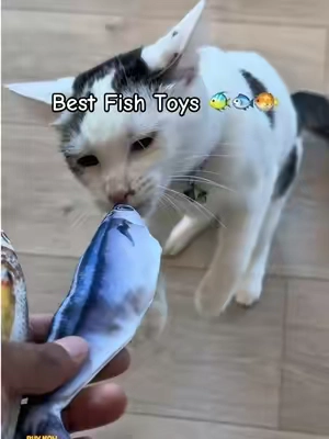 Best Fish Toys For Your Cat! Catnip Infused #cat #catsoftiktok #cats #cattoys #catlover 