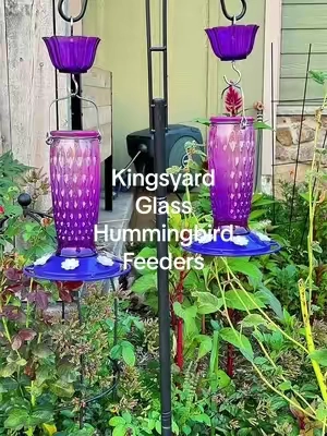 I decided to stop wasting money on cheap hummingbird feeders and invest in Kingsyard. They’re made of a thick glass, absolutely stunning colors, and will last for many years.  #hummingbirds #hummingbirdfeeders #Kingsyard #TikTokshopbacktoschool #Tiktokshopcreatorpicks 