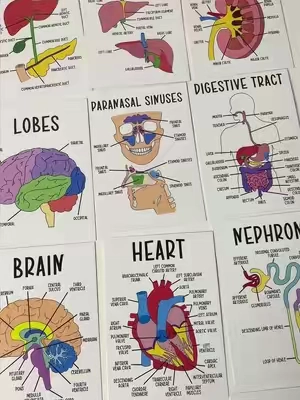 Color-coded human anatomy flash cards for UNDER $3?! These make memorizing muscles, organ's, and body systems SO much easier. If you're in bio, pre-nursing, or just love a good study hack... you need these. Study smarter, not harder! #anatomy #anatomyflashcards #studytok #studywithme #prehealth