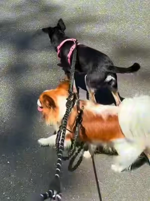 Walking two dogs just became way less stressful! This no tangle dual dog leash is a game changer! #tiktokshopcreatorpicks #backtoschool 