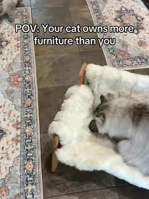 Your pets officially have nicer furniture than you do. 😂 This little elevated pet couch is ridiculously cute, but it’s also a legit cozy spot for cats and small dogs. Solid wood, fluffy removable cover AND it’s washable. Basically their own tiny living room furniture. 🐾🛋️#PetCouch #CatFurniture #CatTok #PetBed #TikTokShopFinds