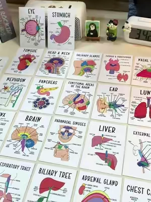 Color-coded human anatomy flash cards for UNDER $3?! 😭📚These make memorizing muscles, organs, and body systems SO much easier. If you're in bio, pre-nursing, or just love a good study hack... you need these.🧠✨ Study smarter, not harder! #anatomy#anatomyflashcards#studytok#studywithme#prehealth
