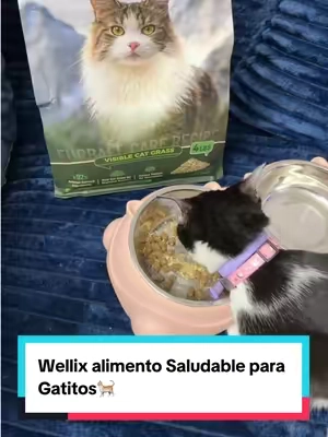 Wellix alimento Saludable para Gatitos🐈‍⬛🐈 #wellixpetcare #wellix #gatos #catslovers #TikTokshopbacktoschool 