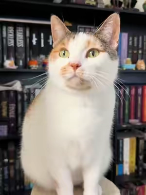 Cuties 😸 #cat #catsoftiktok #catlover #cattok #cats 