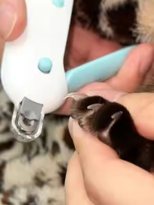 #carsoftiktok #catlover #cathealth #catmom #nail 