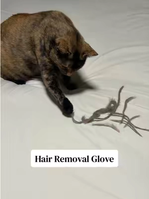 This works so well! I use this thing on our couch, cat trees, carpet, clothes, and all our cat beds! My cats shed a ton and this is a fast way to pick up hair! #cathair #hairremoval #hairremovertool #hairremoverhack #cats 