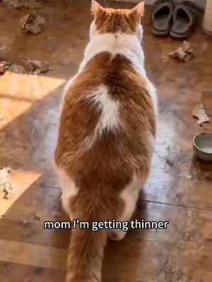 #catsoftiktok #catlovers #cathealth #freezedried #catgrass 