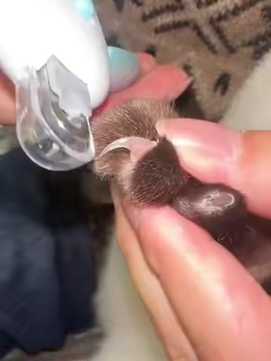 I was scared to cut my cat's nails... untilthis.#catnails #catnailtrim #catmom#catsoftiktok #tiktokmademebuyit 