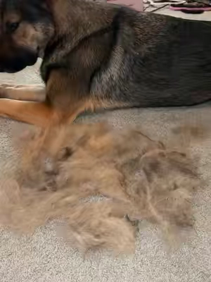 I have never in my life seen so much hair come out of my dog😭😭 definitely my new favorite brush ##dogbrush##dogs##pethair##doghair##doghairremoval